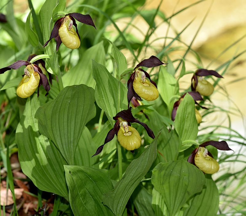 Cypripedium calceolus / Scarpetta di Venere